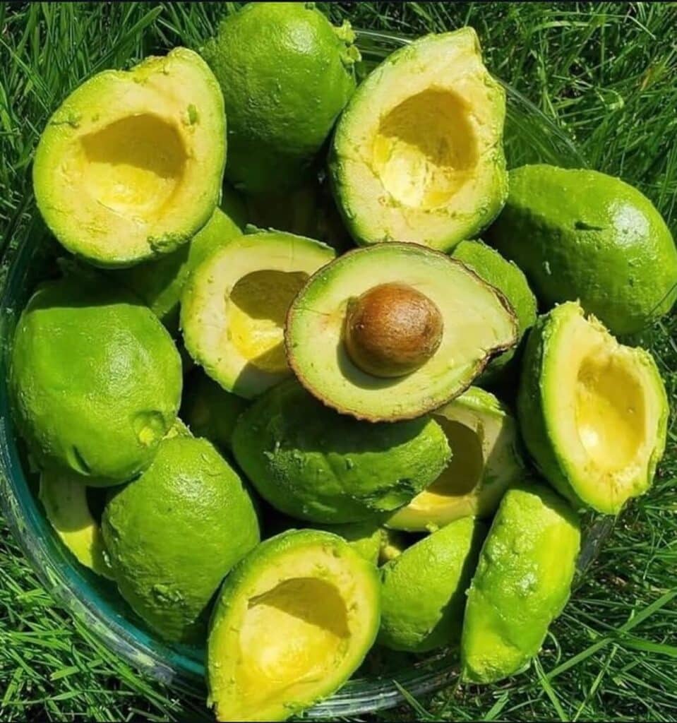 Avocado