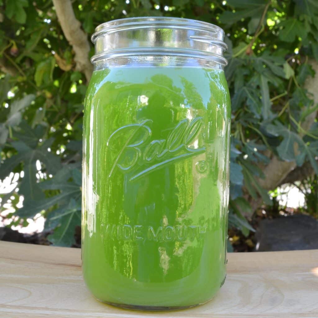 Celery Juice