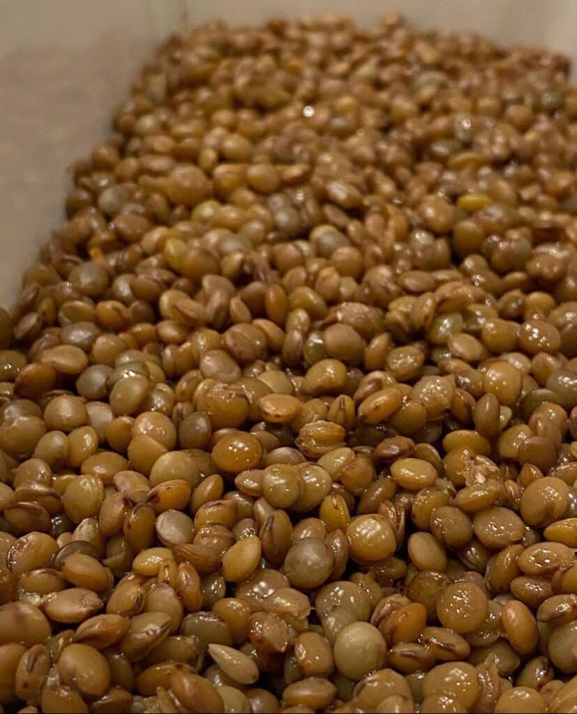 Lentils Ancient Rome