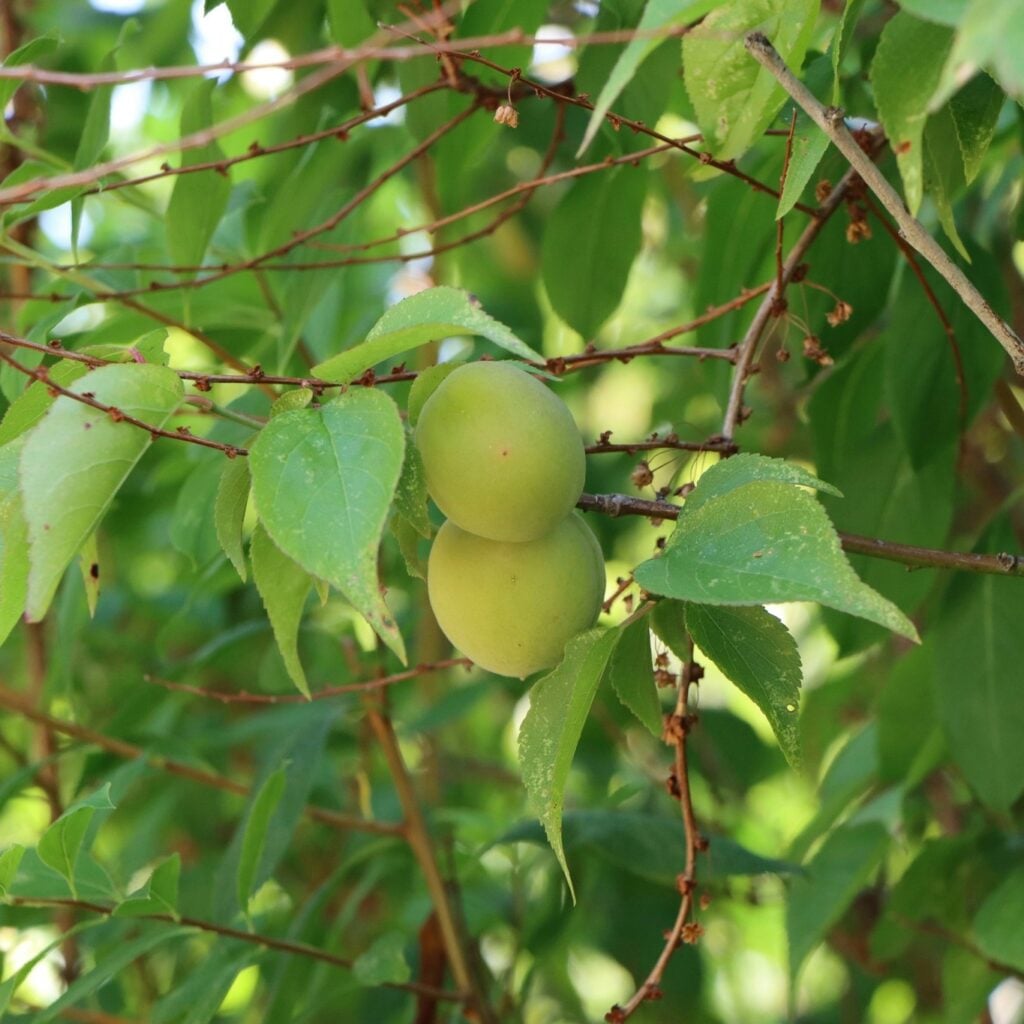 Kakadu Plum Tree